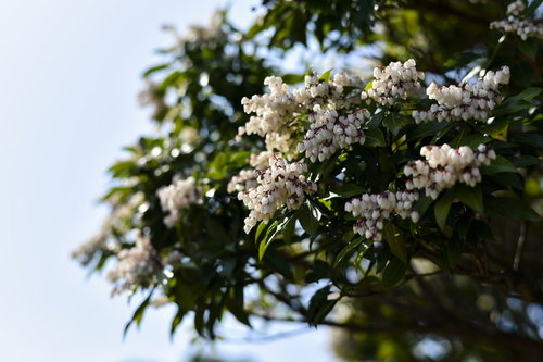 日本百名山・久住山の稜線で咲く馬酔木（アセビ）