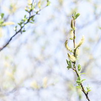 久住山の新緑の時期に開花する白い花の木々の写真