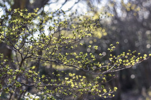 朝の光降り注ぐ新緑の葉 久住山の若々しい緑