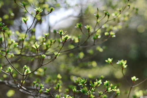 久住山の登山道脇に芽吹く新緑と細い枝の春景色