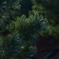 うっすらと浮かび上がる雌阿寒岳のハイマツの葉の写真