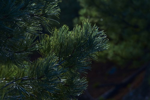 うっすらと浮かび上がる雌阿寒岳のハイマツの葉