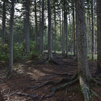 100名山・雌阿寒岳の麓に広がるエゾ松の森の写真