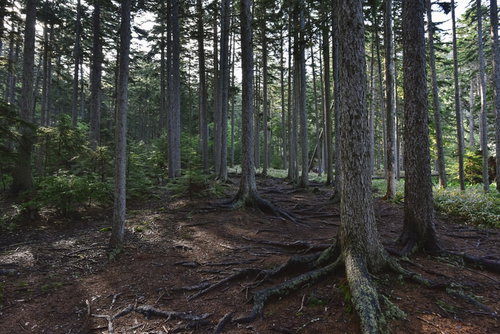 100名山・雌阿寒岳の麓に広がるエゾ松の森