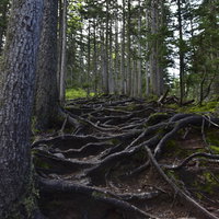 日本百名山・雌阿寒岳のハイマツの根で覆われた登山道の写真