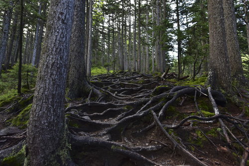 日本百名山・雌阿寒岳のハイマツの根で覆われた登山道
