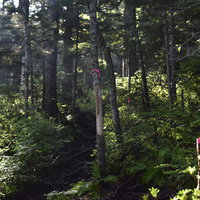 朝の光が差し込む100名山・雌阿寒岳の登山道の写真