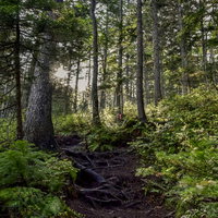 朝日が差し込む雌阿寒岳のエゾ松の森と登山道の写真
