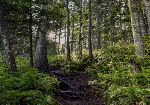 朝日が差し込む雌阿寒岳のエゾ松の森と登山道