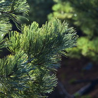 朝日を浴びる日本百名山・雌阿寒岳のハイマツの写真