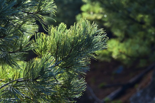 朝日を浴びる日本百名山・雌阿寒岳のハイマツ