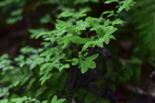 雌阿寒岳の登山道で撮影した朝露が滴る新緑の葉
