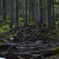 日本百名山・雌阿寒岳の登山道に露出する松の根の写真