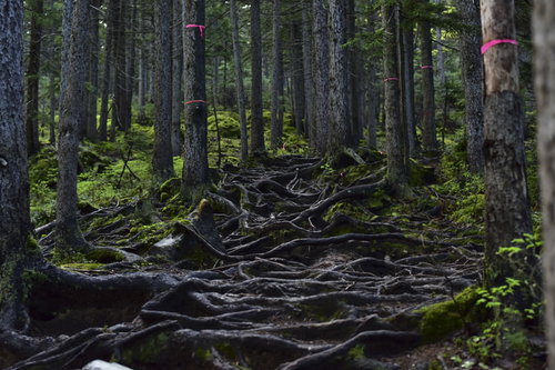 日本百名山・雌阿寒岳の登山道に露出する松の根