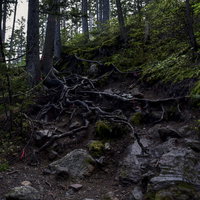 木の根が露出した湿った登山道が続く雌阿寒岳（めあかんだけ）の写真
