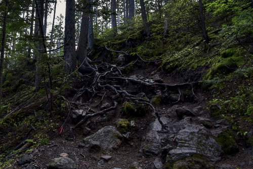 木の根が露出した湿った登山道が続く雌阿寒岳（めあかんだけ）