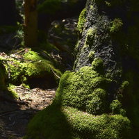 雌阿寒岳の苔むした赤松に差し込む木漏れ日の写真