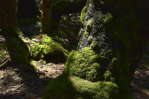 雌阿寒岳の苔むした赤松に差し込む木漏れ日