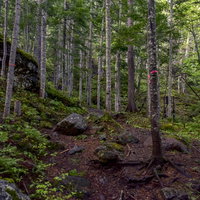 豊かな原生林が広がる雌阿寒岳の登山道を歩くの写真