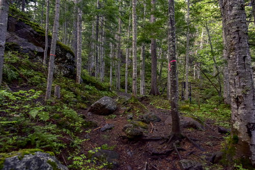 豊かな原生林が広がる雌阿寒岳の登山道を歩く