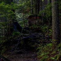 日本百名山の雌阿寒岳、赤いテープが張り巡らされた登山道の写真