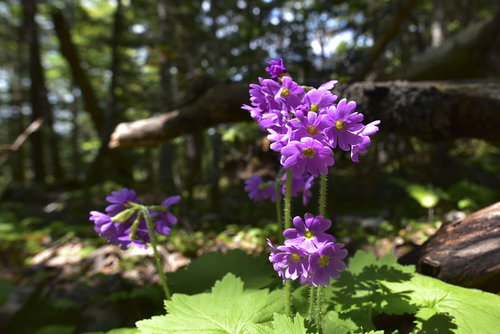 日本百名山・雌阿寒岳に咲く紫色のエゾコザクラ
