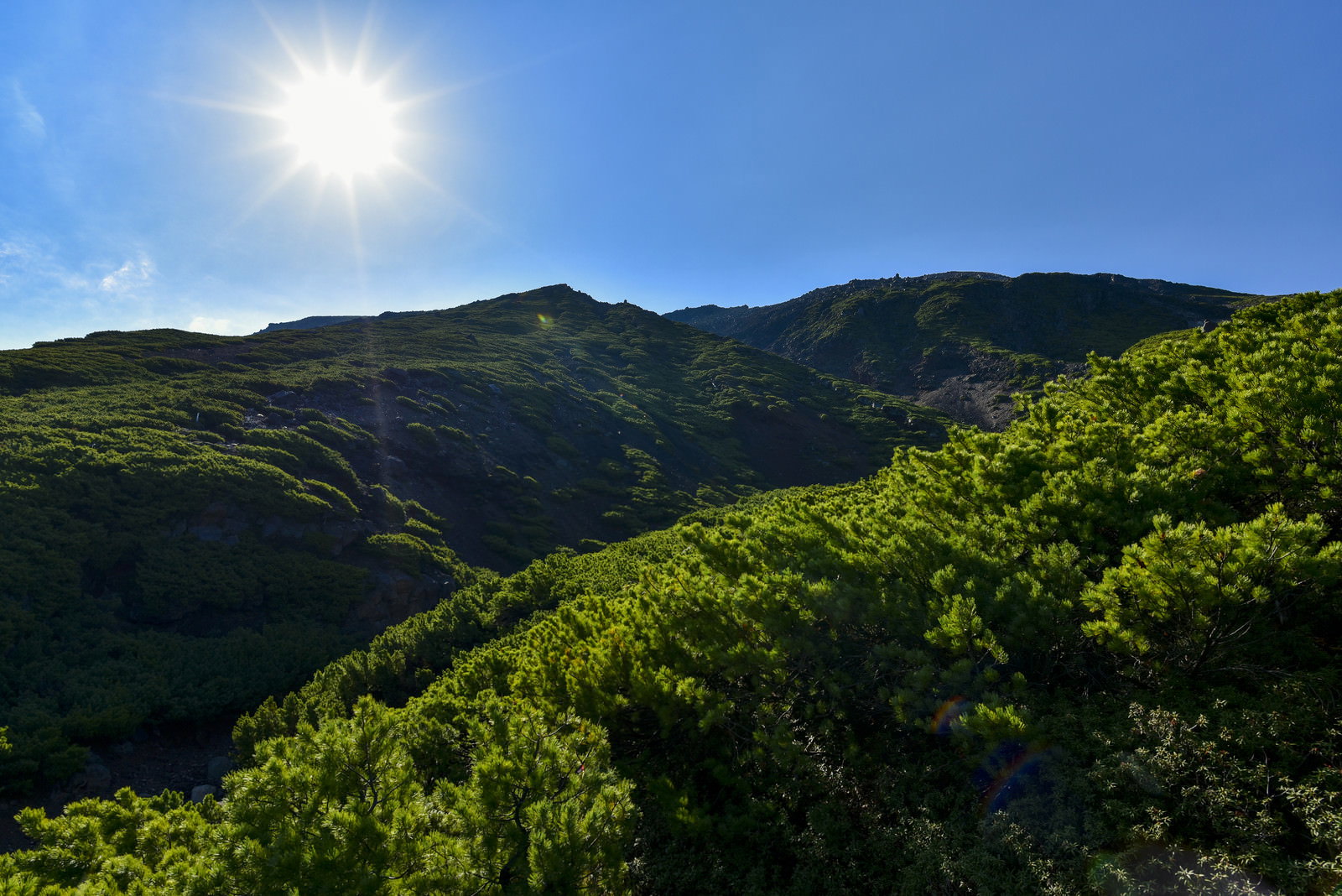 雌阿寒岳中腹から見上げる緑豊かな山頂方面、青空に太陽の光芒が差し込む