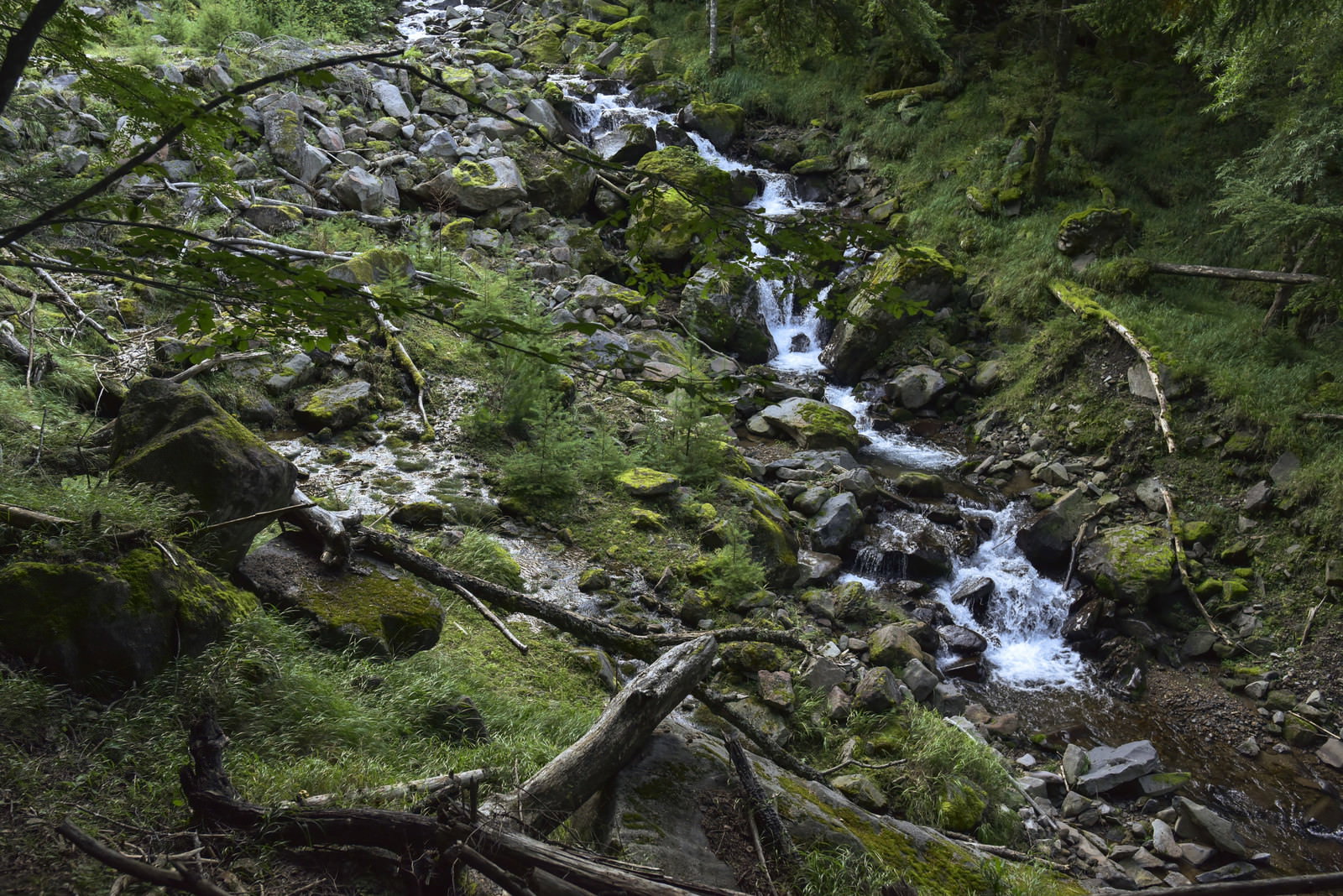 八ヶ岳山中の渓流。苔むした岩の間を清らかな水が流れ、緑の森に囲まれている