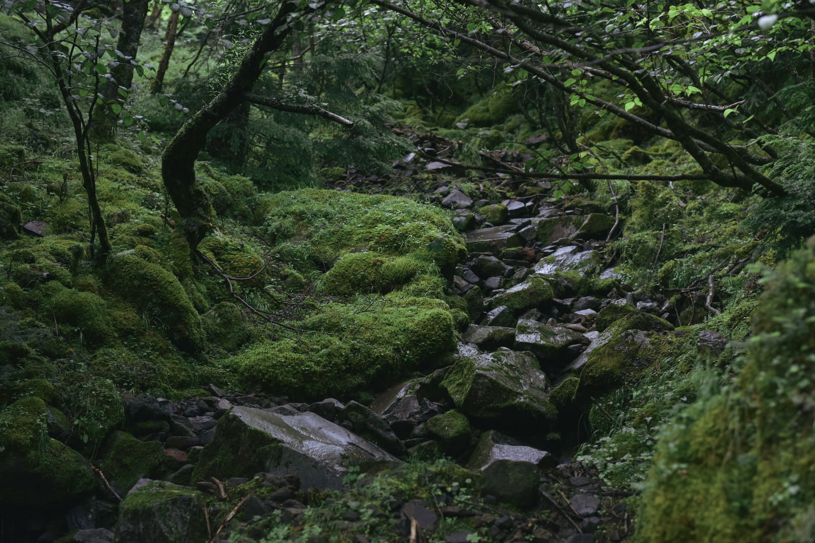 苔むした岩と小川が流れる八ヶ岳の緑豊かな森の登山道