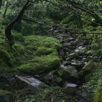 赤岳へと向かう八ヶ岳の森の登山道と苔むした岩場の写真