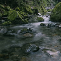 苔に覆われた岩々の間を静かに流れる清流と自然の息吹の写真