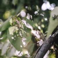 木漏れ日の中で虫に食われた緑の葉っぱの写真