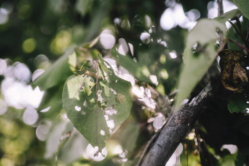 木漏れ日の中で虫に食われた緑の葉っぱ