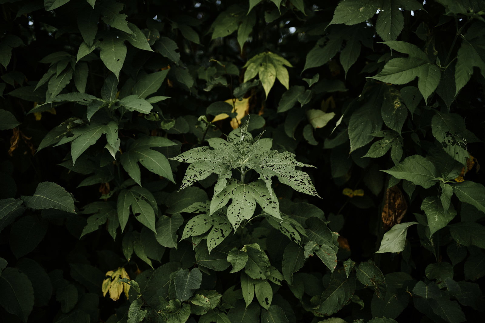 虫食いの跡がある濃い緑色の葉が密集して茂っている植物