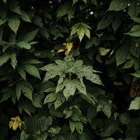 虫に食われながらも存在感を放つ野草の葉と生態系の写真
