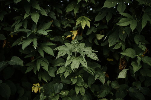 虫に食われながらも存在感を放つ野草の葉と生態系