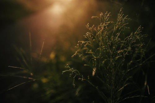西日に浮かび上がる草木の姿