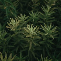 毛並みのような密集した草むらと野草が生い茂る自然風景の写真