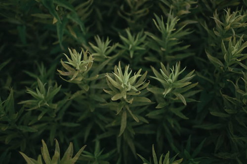 毛並みのような密集した草むらと野草が生い茂る自然風景