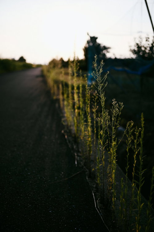 夕日の逆光に照らされる農道わきに一列に並ぶ草