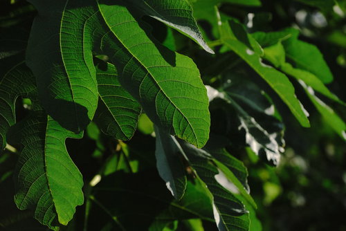 裏側から葉脈がくっきりと見える葉に光が透ける