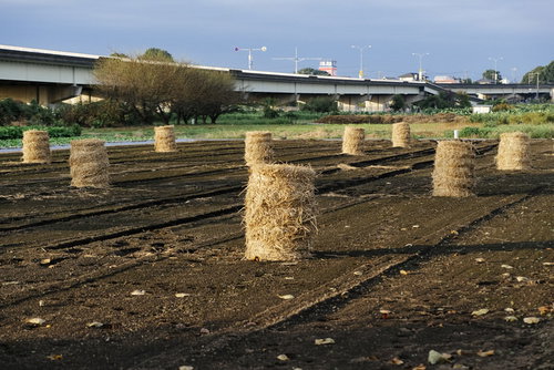 都会に囲まれた畑に整然と並ぶ麦稈ロールと農業風景