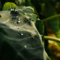 里芋の葉の上で光る丸い水滴の写真