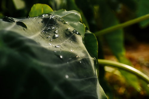 里芋の葉の上で輝く透明な水滴
