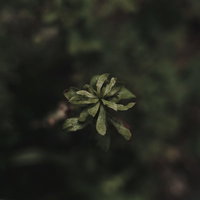 鉄のようなかたい質感で描かれた草の葉の写真