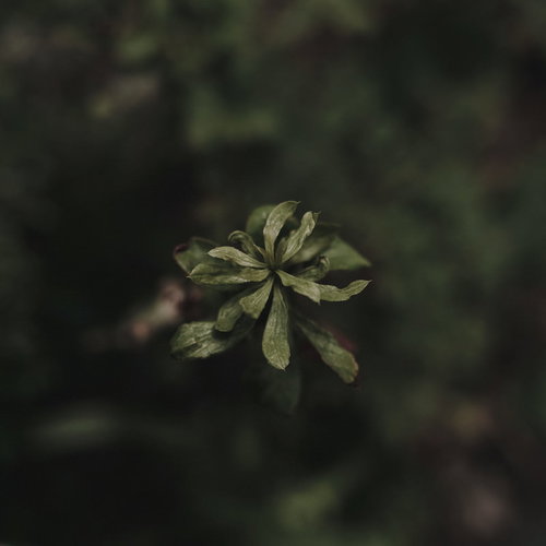 鉄のようなかたい質感で描かれた草の葉