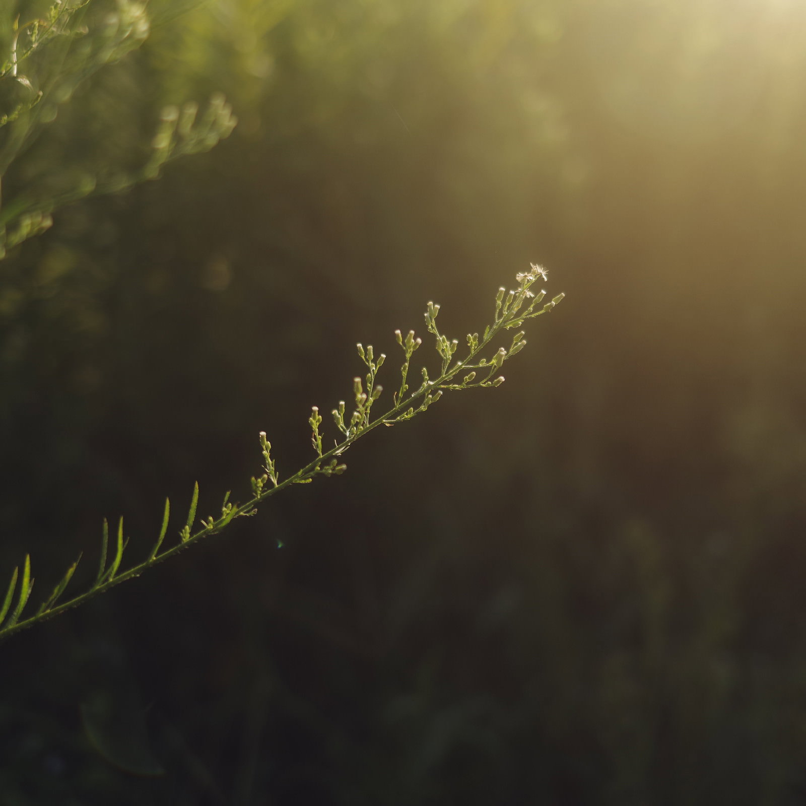 陽光に照らされながら伸びる草の新芽