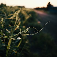 しなやかなカーブを描きながら伸び往くツタ、夕暮れの逆光に浮かぶの写真