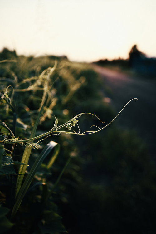 しなやかなカーブを描きながら伸び往くツタ、夕暮れの逆光に浮かぶ