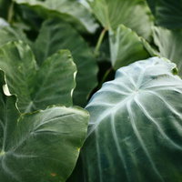 エイリアンのような質感を持った里芋の葉脈の写真